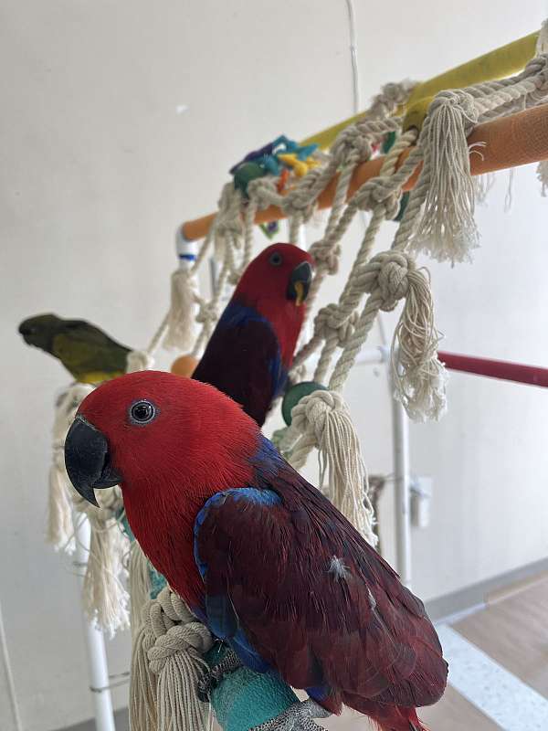 eclectus-parrots-for-sale