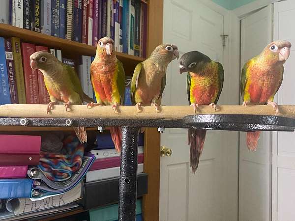 conure-for-sale