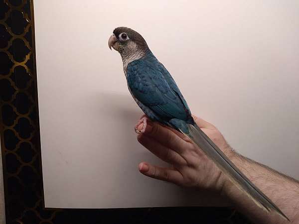 conure-for-sale