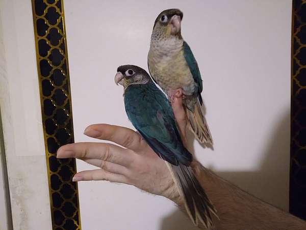 conure-for-sale-in-wichita-ks