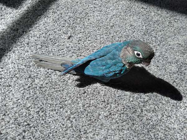 conure-for-sale