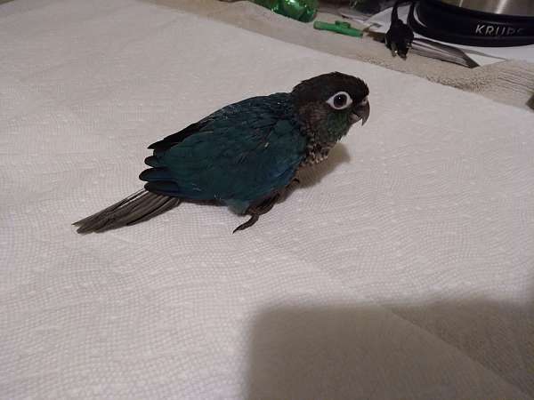 conure-for-sale-in-wichita-ks