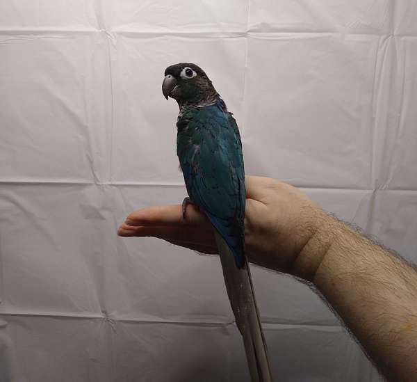 purple-conure-for-sale