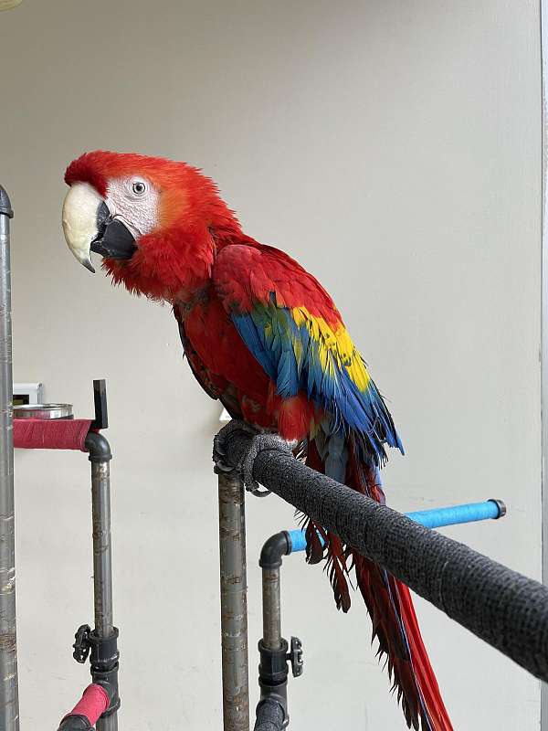 scarlet-fancy-tame-bird-for-sale