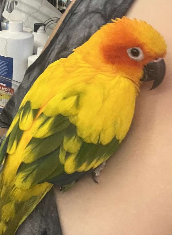 sun-conure-for-sale-in-fuquay-varina-nc