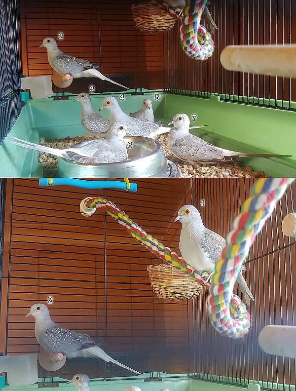 pearl-silver-diamond-dove-for-sale