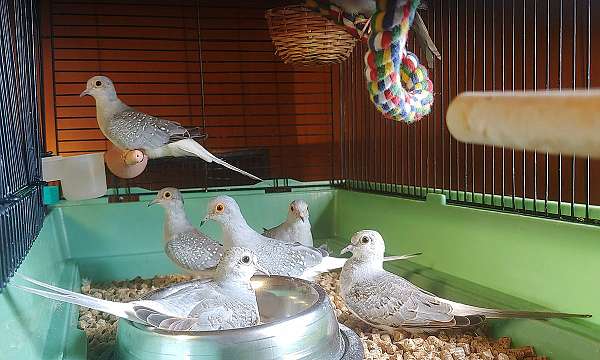 pearl-silver-diamond-dove-for-sale