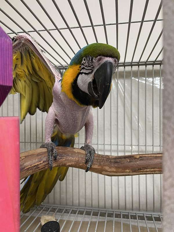 rescue-tame-blue-gold-macaw-for-sale