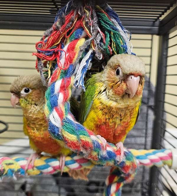 conure-green-cheek-conure-for-sale-in-pace-fl