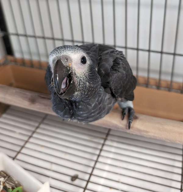 african-grey-parrot-for-sale