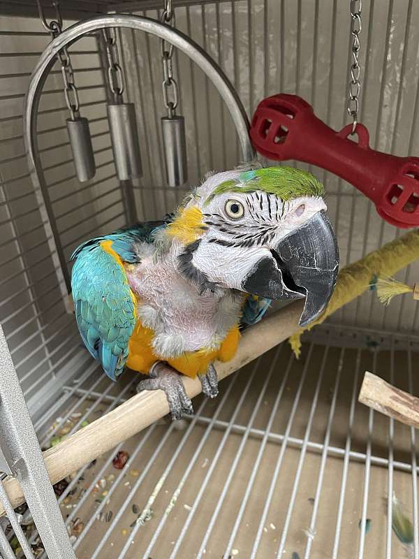 blue-gold-rescue-tame-bird-for-sale