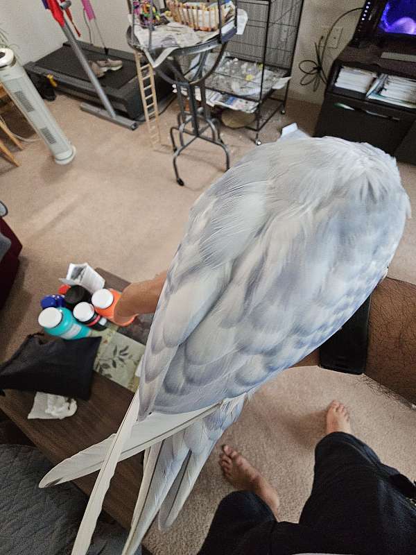 albino-pied-parrot-for-sale