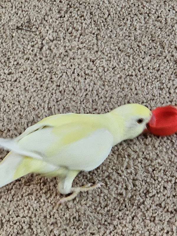 albino-pied-parrot-for-sale