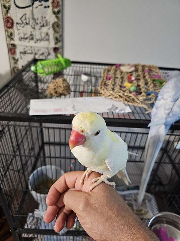 albino-pied-bird-for-sale-in-eugene-or