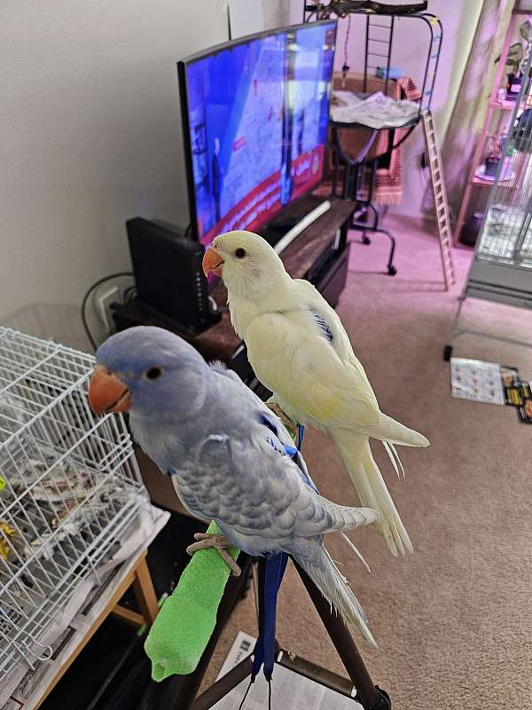 albino-pied-bird-for-sale-in-eugene-or