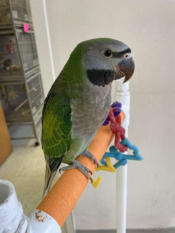 parrot-for-sale