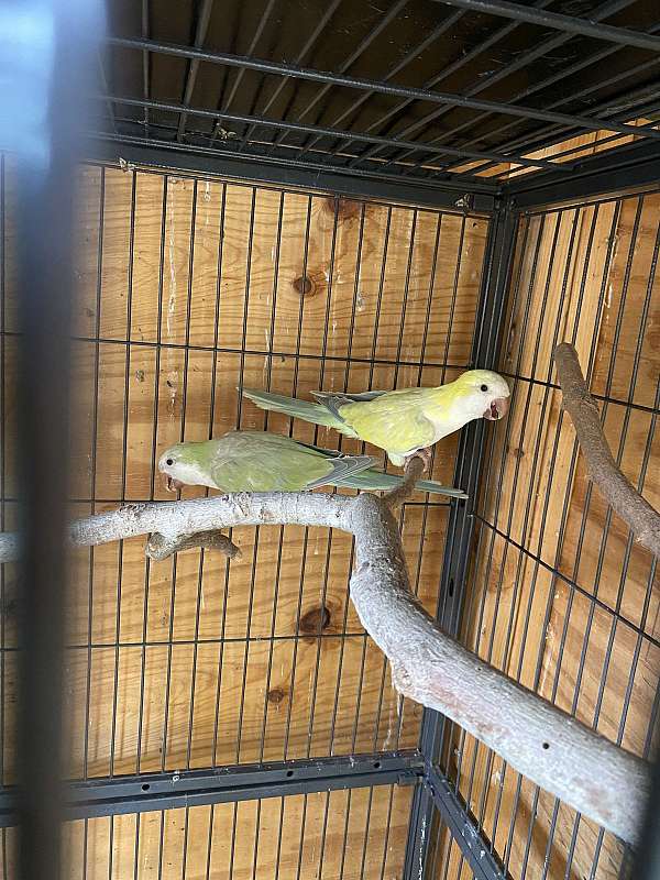 parakeet-for-sale-in-danville-va