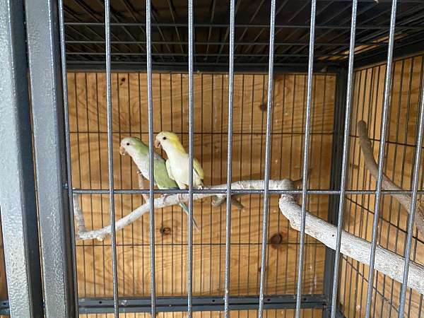 lovebird-for-sale-in-danville-va