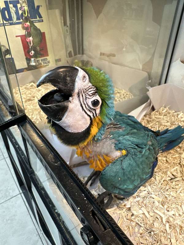 blue-gold-bird-for-sale-in-longwood-fl