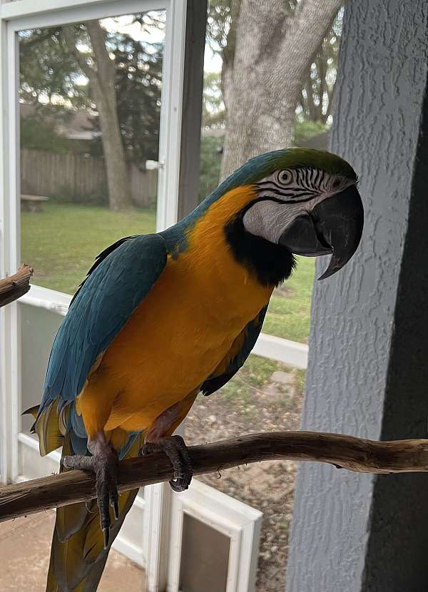 blue-gold-macaw-for-sale-in-kissimmee-fl