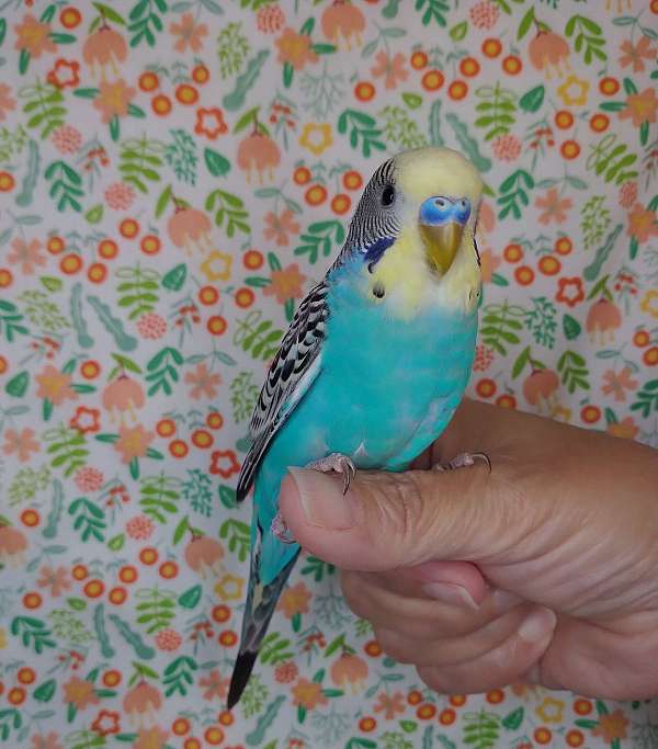 parakeet-for-sale