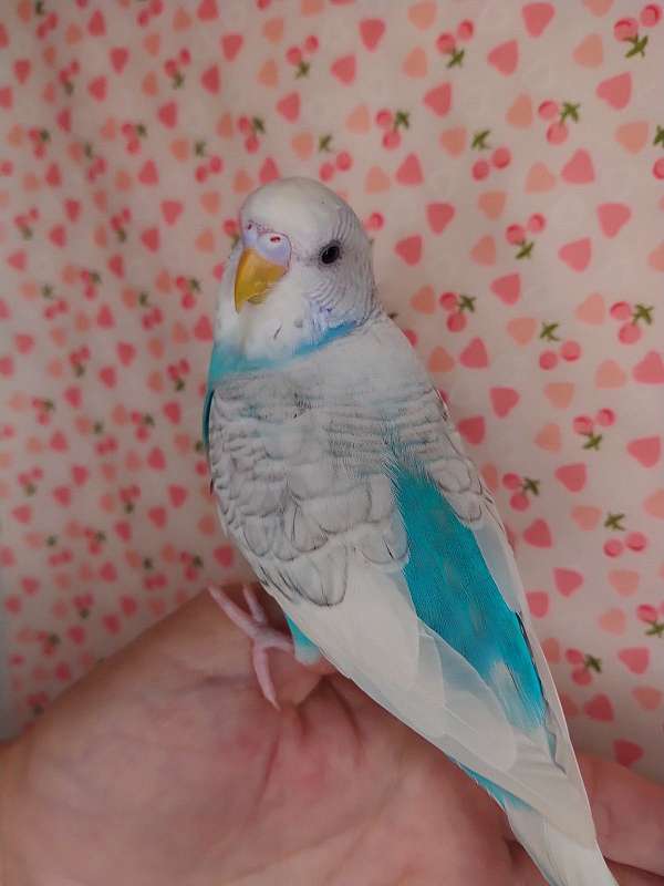 parakeet-for-sale