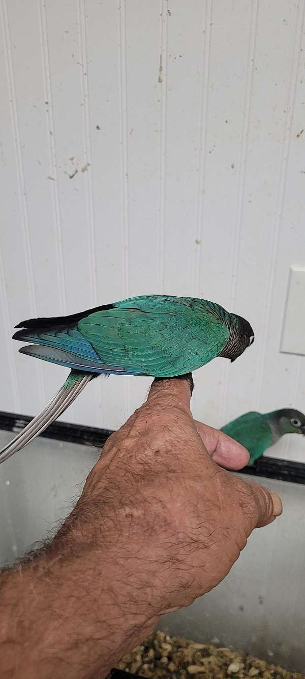 green-cheek-conure-for-sale-in-denton-md