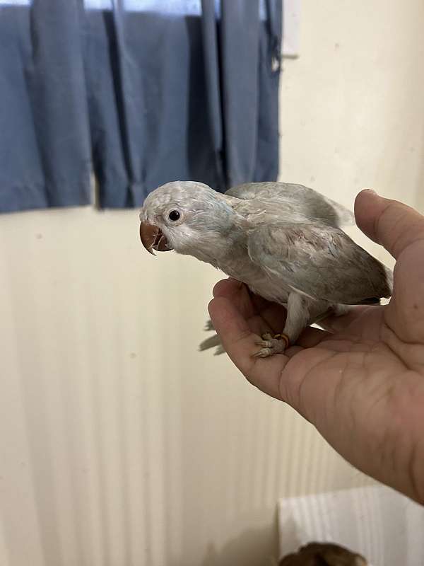 quaker-parrots-for-sale