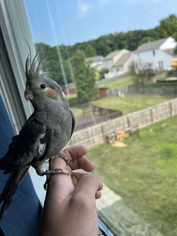 cockatiel-for-sale