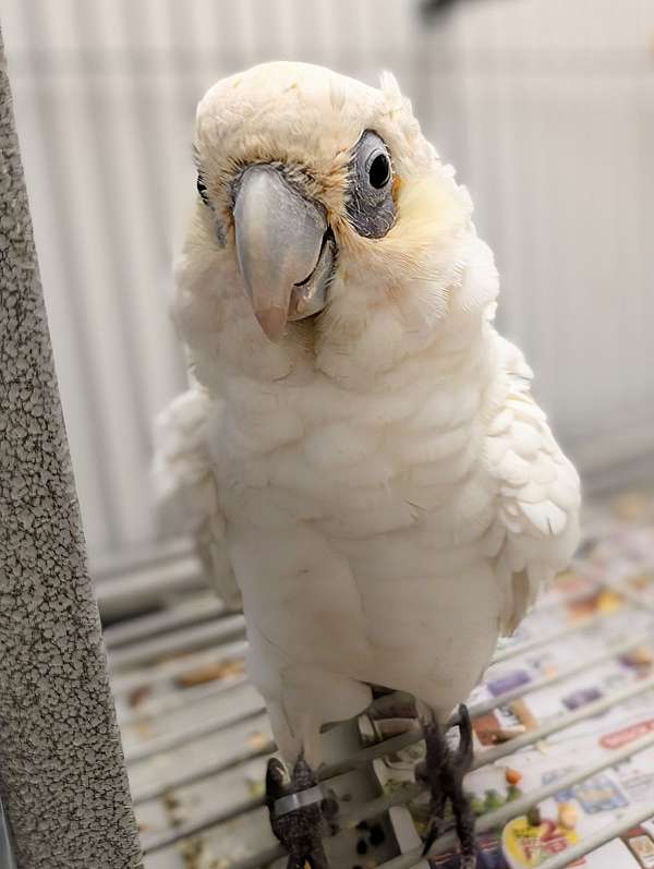 goffin-cockatoo-for-sale