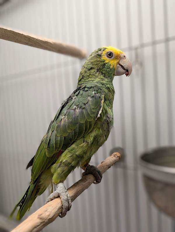 double-yellow-head-amazon-parrot-for-sale