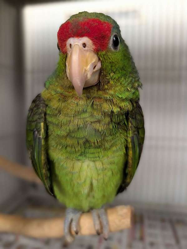 red-head-amazon-parrot-for-sale