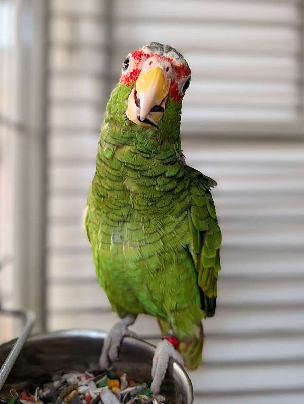 white-front-amazon-parrot-for-sale