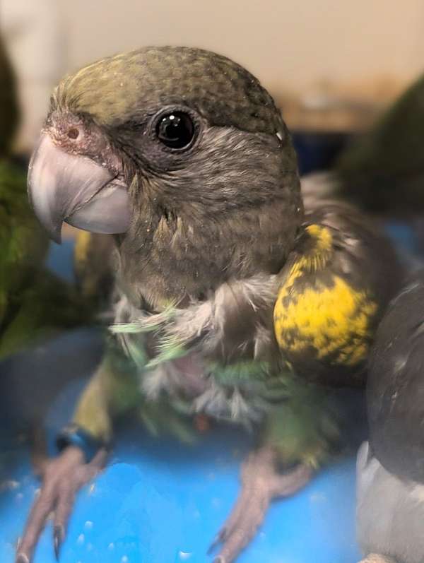 meyers-poicephalus-parrots-for-sale