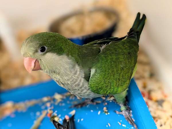 quaker-parrots-for-sale