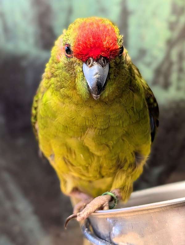 grass-parakeet-for-sale