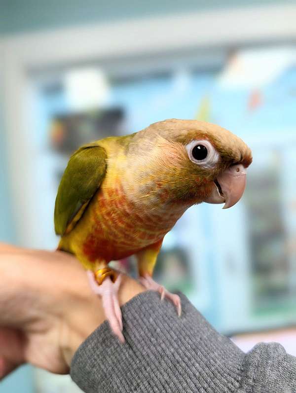 green-cheek-conure-for-sale