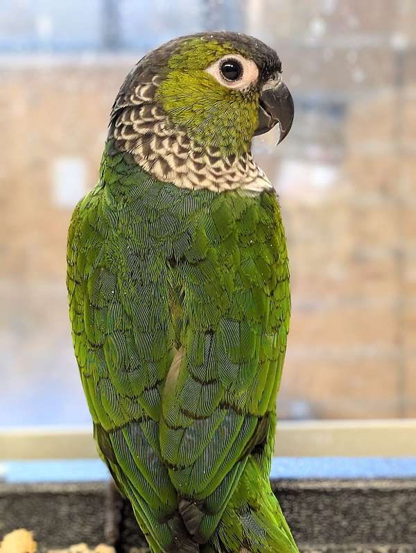 black-capped-conure-for-sale