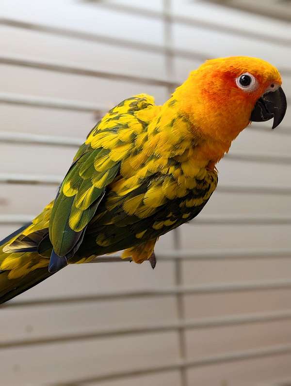 sun-conure-for-sale