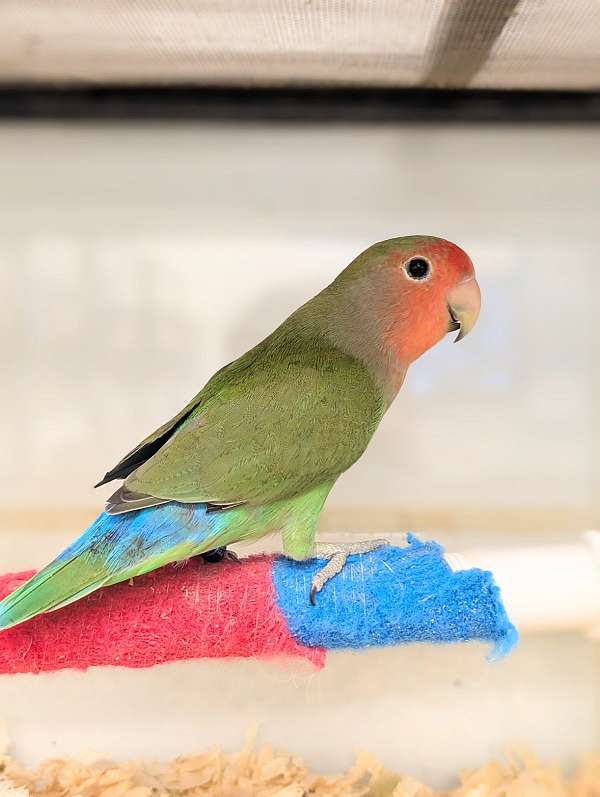 peach-faced-lovebird-for-sale