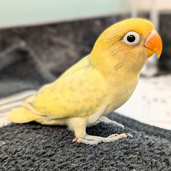 fischers-lovebird-for-sale