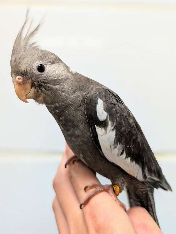 cockatiel-for-sale