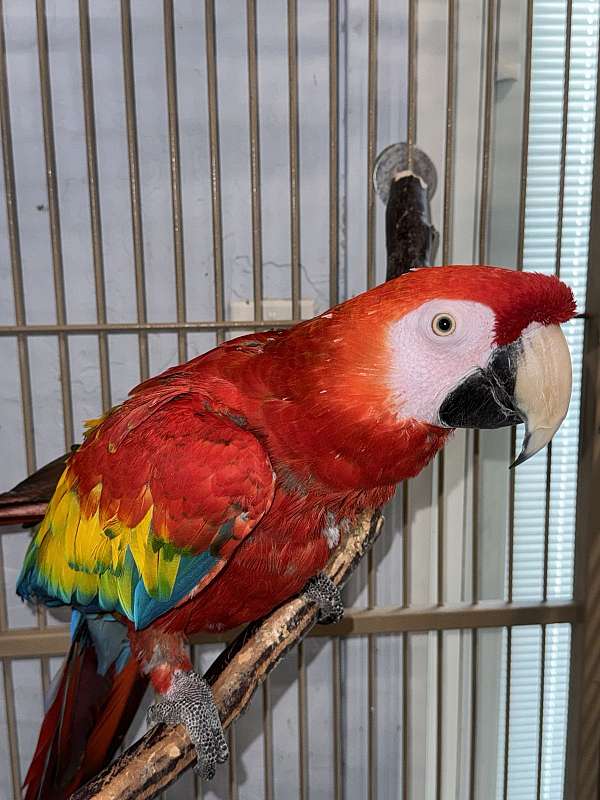 pet-playful-scarlet-macaw-for-sale