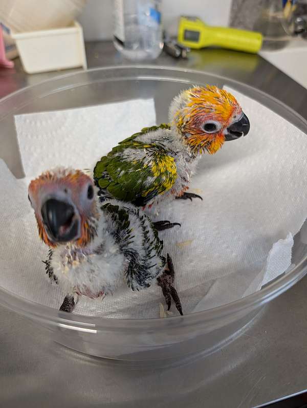 jenday-conure-for-sale-in-port-jefferson-station-ny