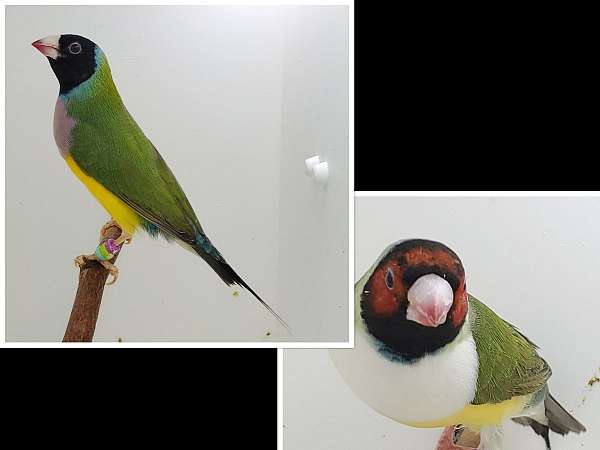 lady-gouldian-finch-for-sale