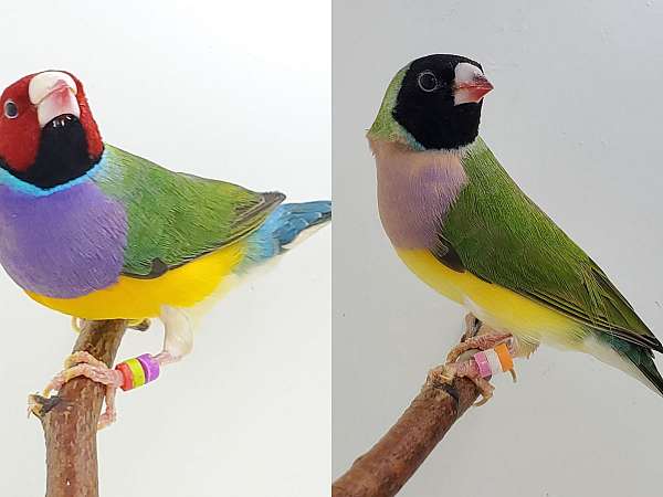 lady-gouldian-finch-for-sale