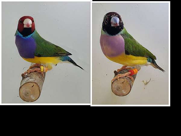 lady-gouldian-finch-for-sale