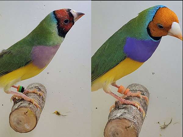 lady-gouldian-finch-for-sale