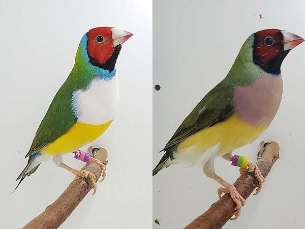 lady-gouldian-finch-for-sale