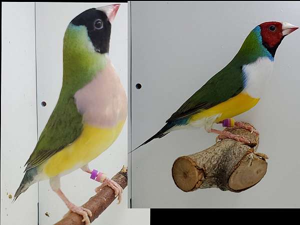 lady-gouldian-finch-for-sale